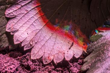 fotografo-arte-varese-villapanza-Paine-Webster-038